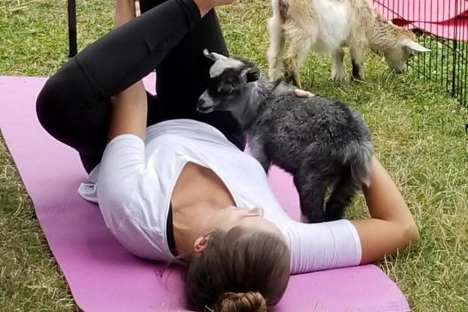 Goat Yoga and Wine Tasting - Meeting and Pickup Information