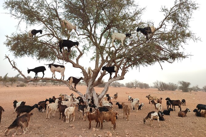 Goats on the Tree Trip From Agadir & Taghazout - Additional Information