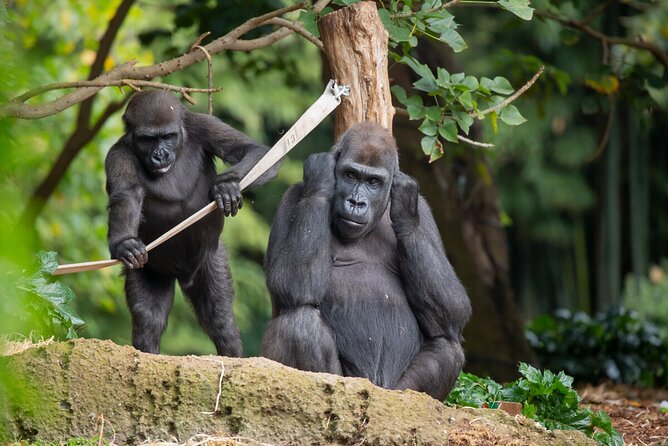 Gorilla Experience at Melbourne Zoo - Excl. Entry - Booking Information