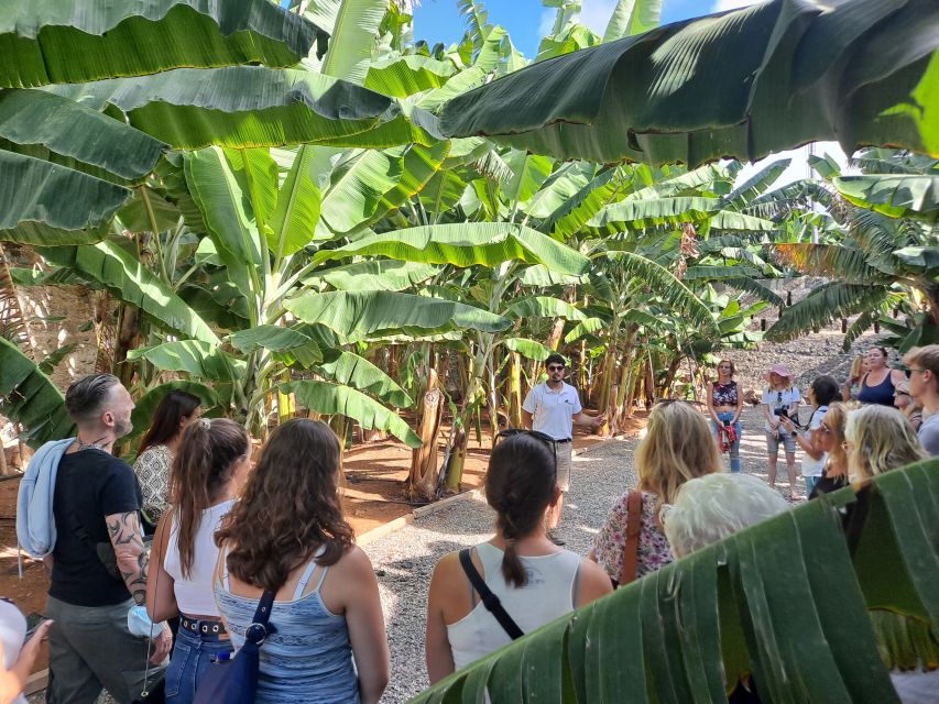 Gran Canaria: Banana Plantation Guided Tour & Tasting - Participant & Date Selection