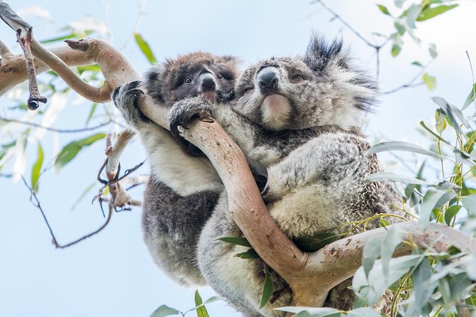 Great Ocean Road Grampians 3 Day National Park Tour Melbourne Roundtrip - Common questions