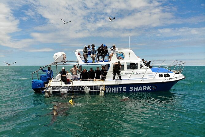 Guided Shark Cage Diving With Hookah Air Supply in Gansbaai - 4. Cancellation Policy