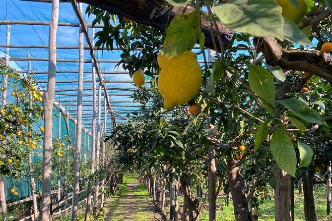 Guided Tour of a Historic Lemon Grove in Sorrento - Lemon Grove Tastings