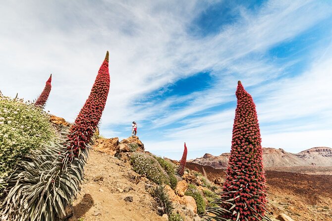 Guided Tour to Teide National Park in Tenerife - Reviews and Recommendations