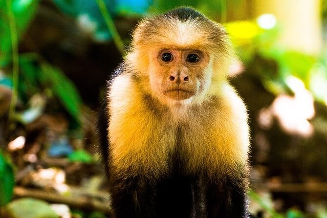 Guided Visit to Manuel Antonio National Park - Reviews and Rating Sources