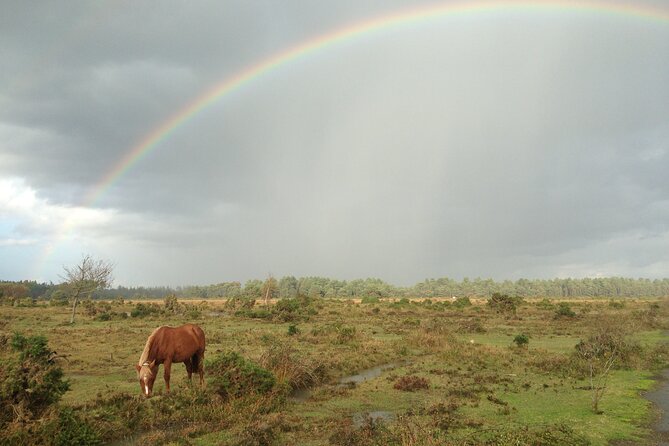 Guided Walking Tour of New Forest National Park in Hampshire - Meeting Point Details