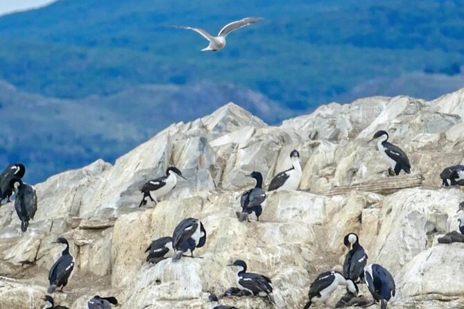 Half Day Beagle Channel Tour to Isla De Lobos and Penguin Colony - Last Words