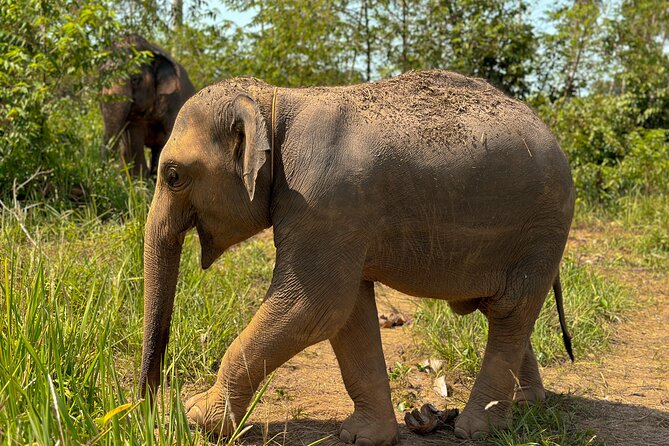 Half Day Elephant Home Sanctuary in Samui - Cancellation Policy Details