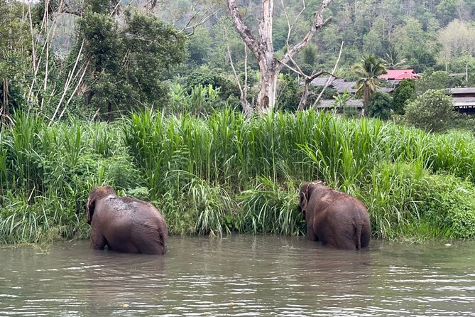 Half-Day Elephant Rescue Center Experience in Chiang Mai - Additional Information