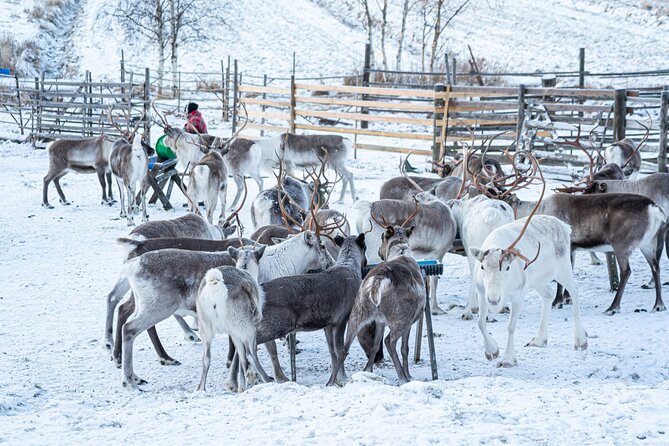 Half-Day Experience in Local Reindeer Farm in Lapland - Visitor Feedback and Host Response