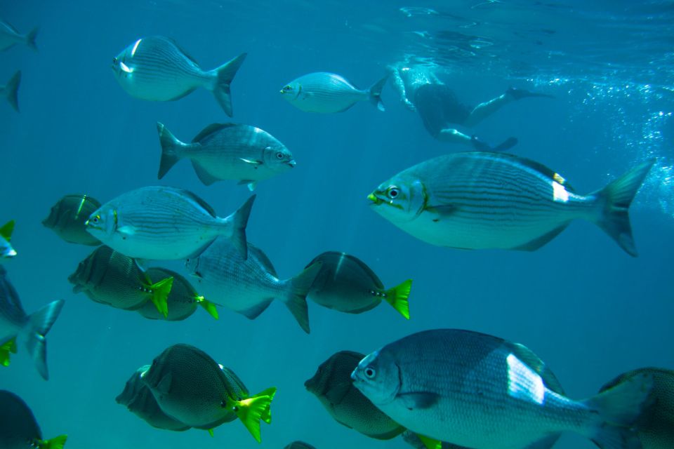 Half Day Guided Snorkel Tour in Los Cabos - Booking and Cancellation Policies