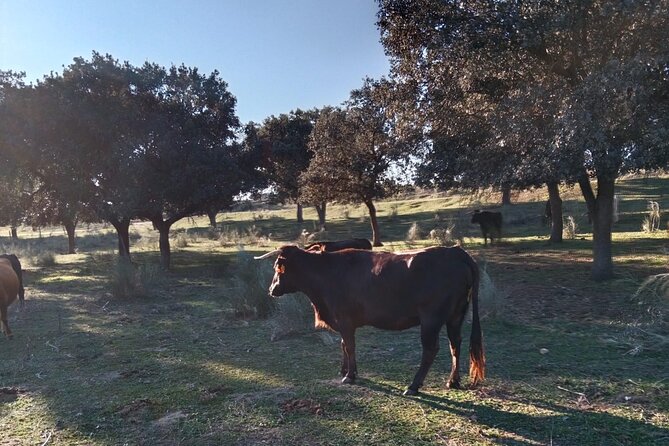 Half-Day Guided Tour to a Bull Farm in Madrid - Last Words