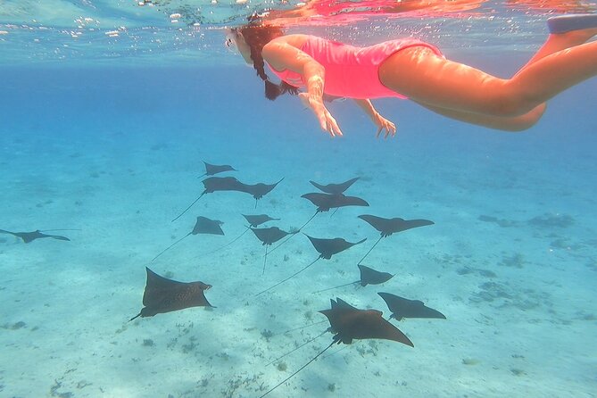 Half Day Lagoon Safari Tour in Bora Bora- Shared Tour - Guest Feedback