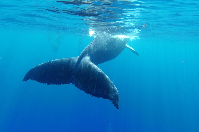 Half-Day Small-Group Swim With Humpback Whales Tour, Moorea  - Papeete - Equipment Provided