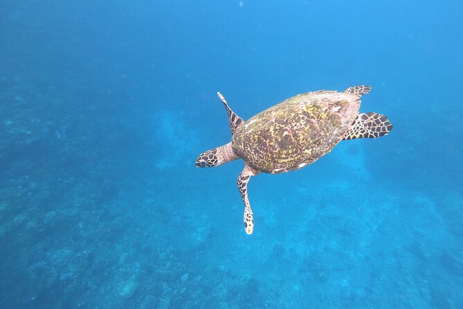 Half-Day Snorkeling Tour From Papeete - Additional Information