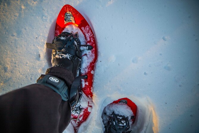 Half Day Snowshoe Hiking Adventure in Levi Lapland - Weather Conditions and Traveler Photos