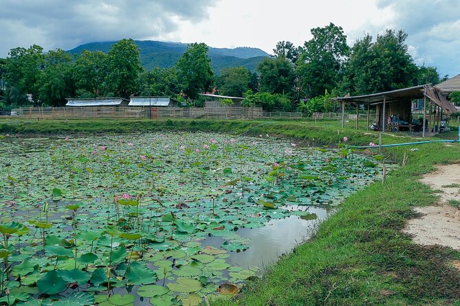 Half-Day Thai CookingClass at A Roi Dee Organic Farm in ChiangMai - Tour Inclusions