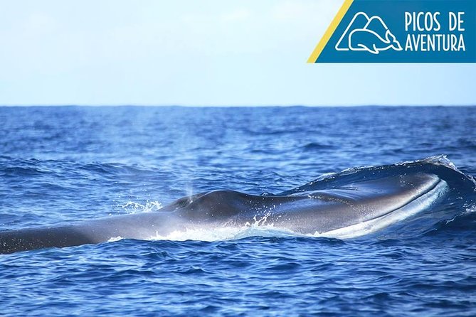 Half-Day Whale and Dolphin Watching Tour in Ponta Delgada - Location Highlights