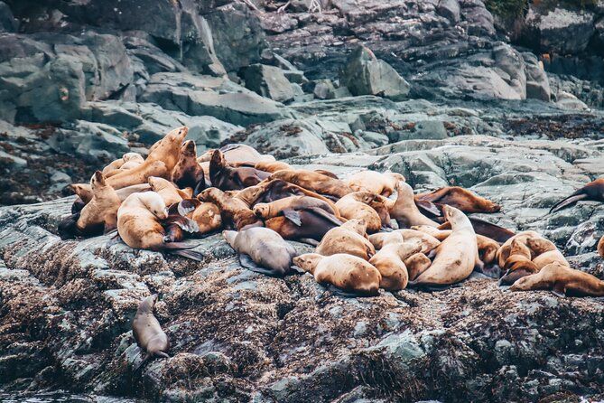 Half-Day Whale Watching Adventure From Victoria - Wildlife Encounters