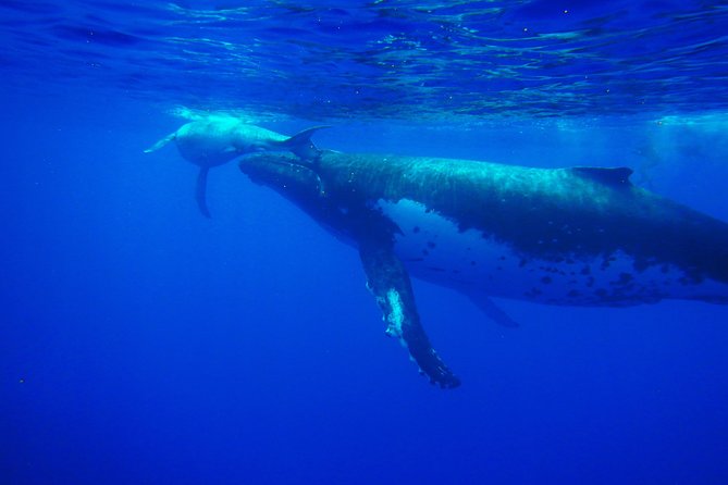 Half-Day Whale Watching and Swimming Tour, Moorea - Additional Information and Cancellation Policy
