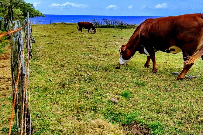 Halfway to Hana Tour of Maui Black Sand Beach Waterfalls Turtles - Traveler Testimonials