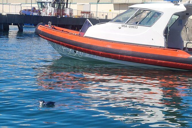 Harbour, Albatross and Wildlife Cruise on Otago Harbour - Harbour Scenic Views