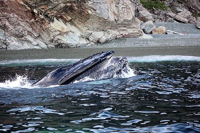 Harbour Kayak Tour - Cancellation Policy Details