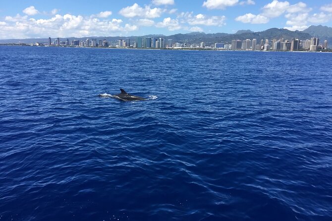Hawaii: Honolulu Whale-Watching Catamaran Tour  - Oahu - Customer Reviews