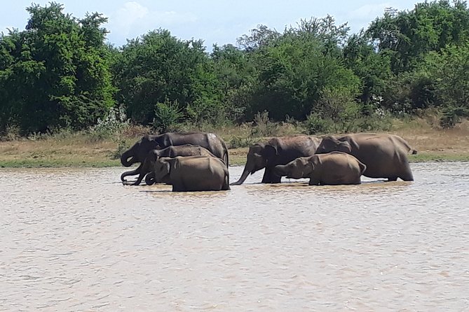 Hello! One Day Udawalawe National Park Elephant Safari - Booking Information