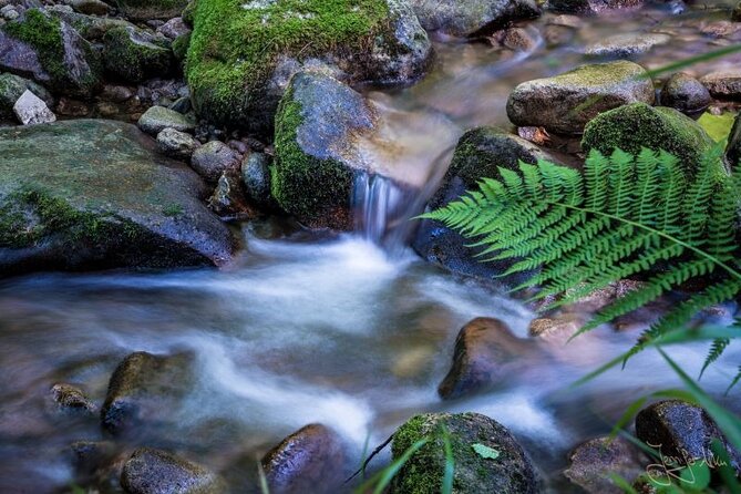 Highlights of the Romantic Black Forest & Brewery, Private Tour - Cultural Insights and Local Traditions