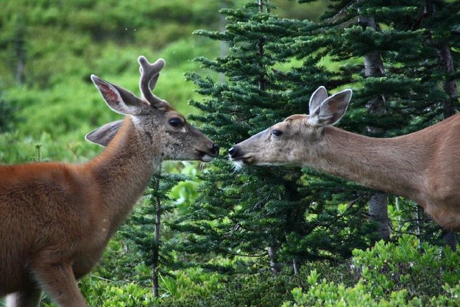 Hike Mt. Rainier & Taste Yakima Valley Wine: All-Inclusive Day Tour From Seattle - Cancellation Policy