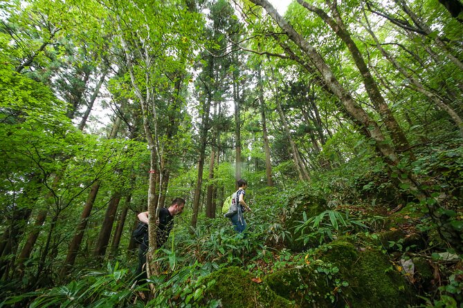 Hike up Mt. Omine and Enjoy the View of Miyajima - Capturing Views of Miyajima