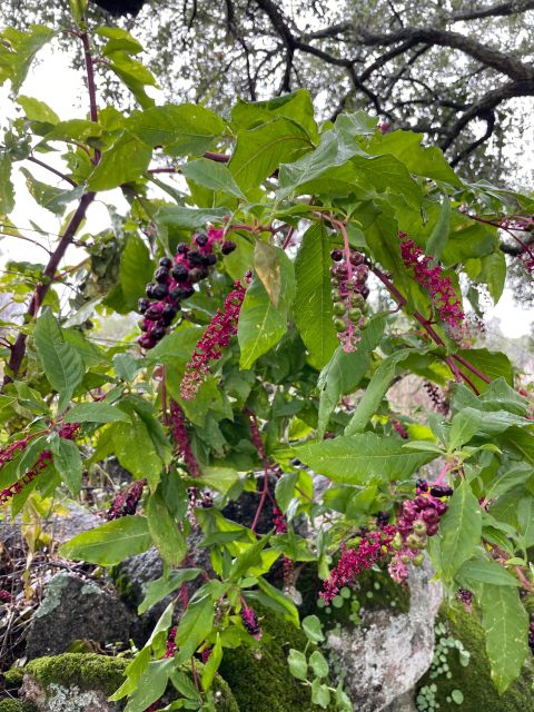 Hiking in Nature: Guided Paths Passing Through Marvão - Experience Description