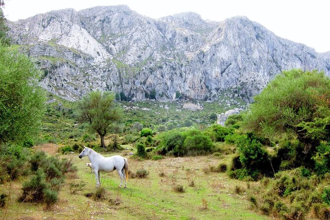 Hiking Private Tour in Pollensa - What to Bring