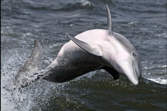 Hilton Head Island Dolphin Watching Nature Cruise - Common questions