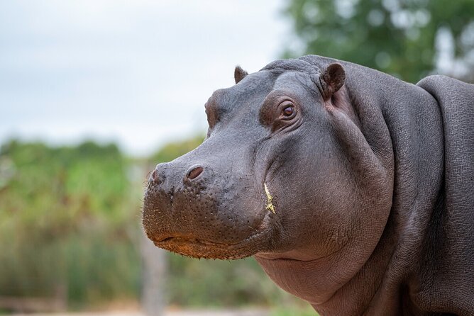 Hippo Experience at Werribee Open Range Zoo - Excl. Entry - Meeting and Pickup