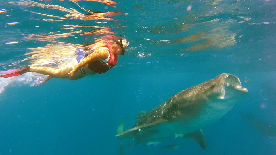 Holbox Island: Whale Shark Tour - Important Directions