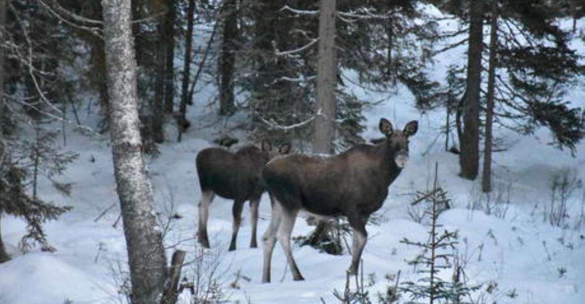 Hønefoss: 2-Day Moose Safari in Oslo's Wilderness - Inclusions Provided
