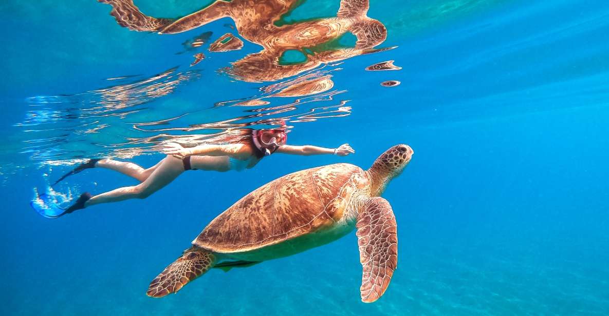 Honolulu: Waikiki Turtle Snorkeling Tour & 30ft Jump - Experience Details