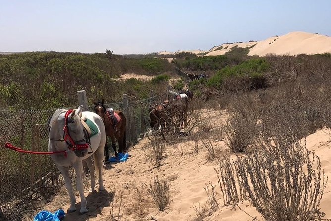 Horse Riding in Agadir National Park - Common questions
