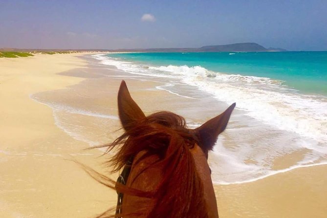 Horse Riding in Sal Island - Cabo Verde - Host Responses