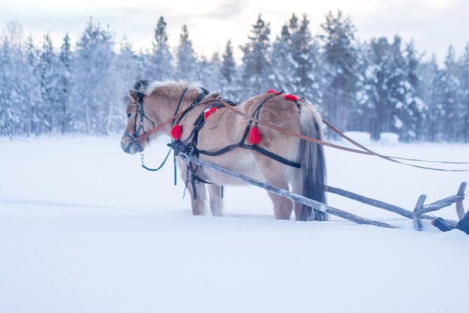 Horse Sleigh Ride in the Arctic, Apukka Resort Rovaniemi - What to Expect During the Ride