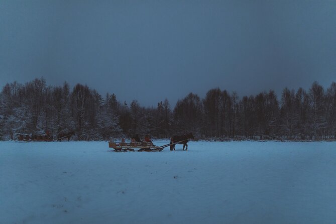 Horse Sleigh Ride Under The Night Sky in Apukka Resort, Rovaniemi - What To Expect During the Ride