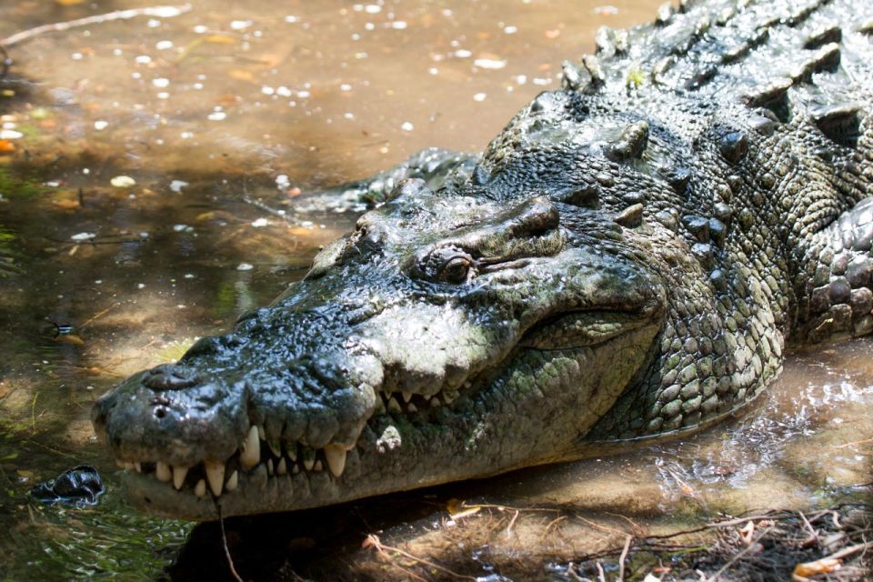 Huatulco: Crocodile & Turtle Ecotour - Transportation and Logistics