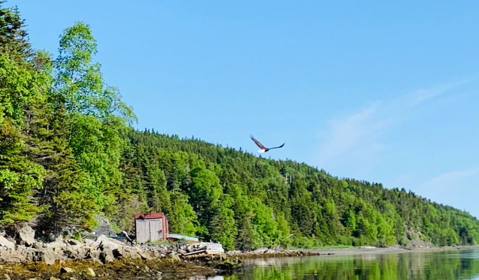 Humber Arm South: Bay of Islands Guided Kayaking Tour - Location