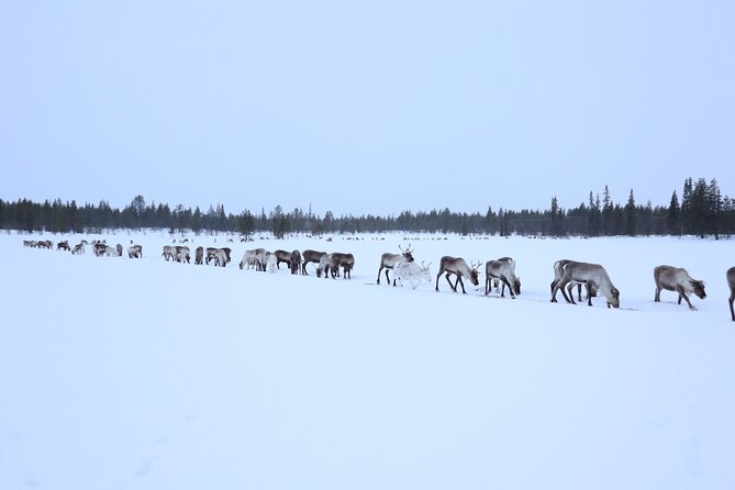 Hunt for Auroras by Reindeer Sled in Kiruna (Apr ) - Indulge in Traditional Meals and Activities