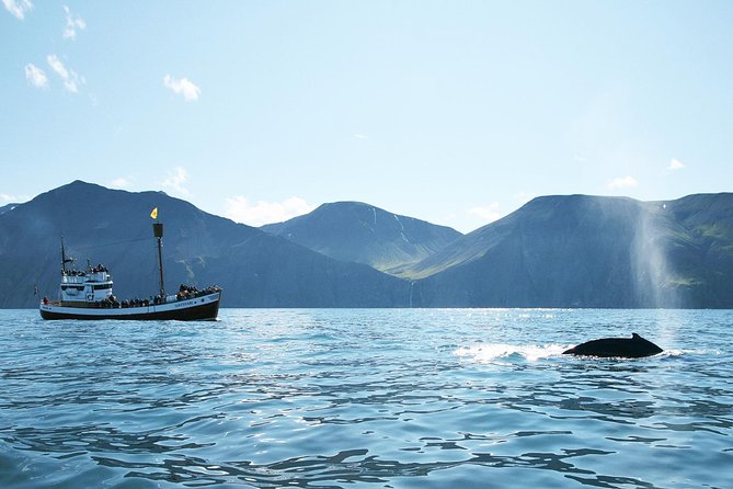 Husavik Traditional Oak Ship Whale- and Puffin-Watching Cruise  - Akureyri - Expectations and Guidelines for Participants