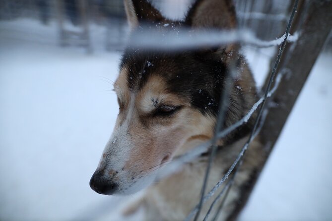 Husky and Reindeer Farms Visit With Sleigh Rides - Common questions