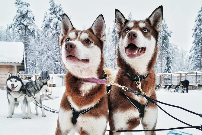 Husky Dogsledding and Northern Lights Excursion  - Rovaniemi - Details on Cancellation Policy and Refunds