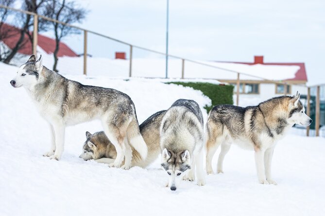 Husky Petting in Akureyri (private) - Operational Insights